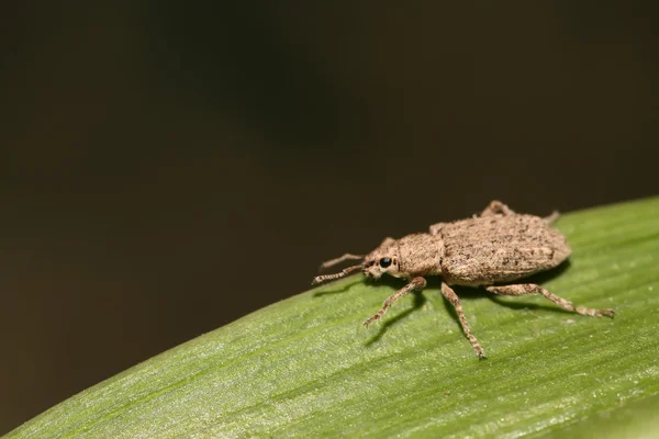 O Weevil — Fotografia de Stock