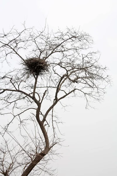 Nid dans un arbre — Photo