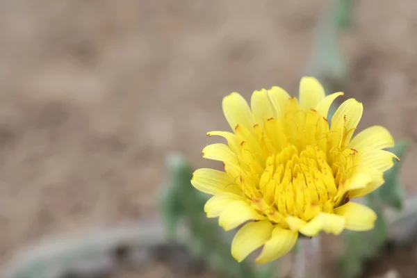 Fiore giallo denti di leone — Foto Stock