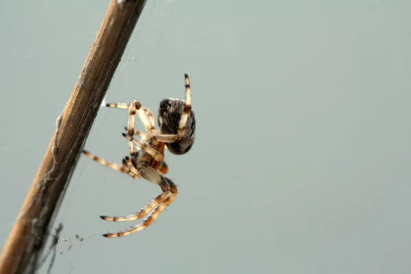 A spider on the weeds in the wild, north china — Stock Photo, Image