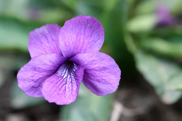 Viola philippica, egyfajta növényi felhasználható kínai traditiona — Stock Fotó
