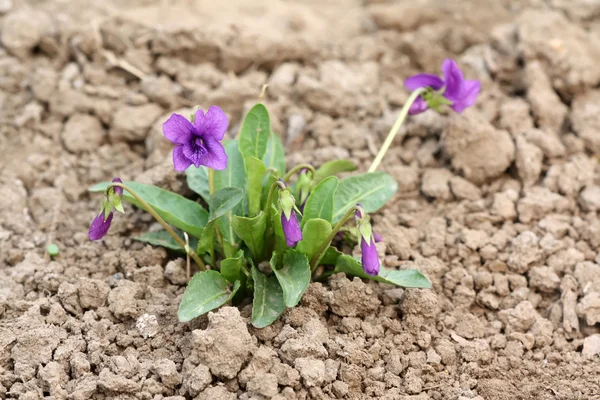 Viola philippica, ett slags växt kan används av kinesiska traditionella — Stockfoto