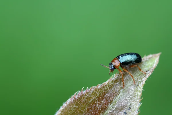 Un escarabajo de la hoja tiene un descanso en la hoja —  Fotos de Stock
