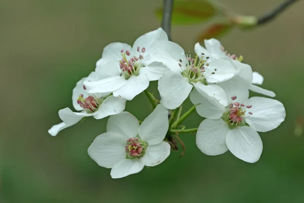 中国で野生の梨の花のクローズ アップ — ストック写真