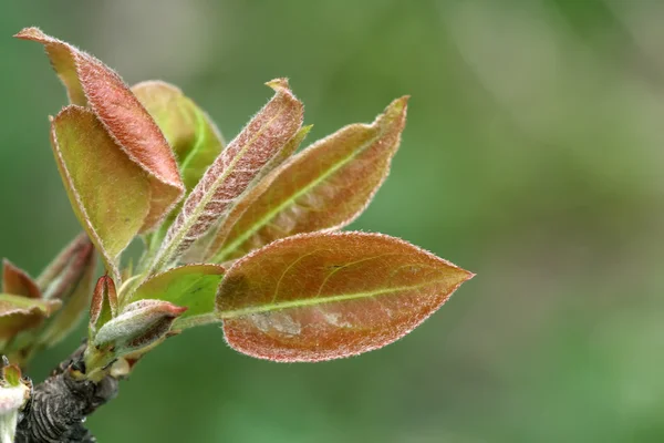 Primer plano de la hoja de pera en la naturaleza en China — Foto de Stock