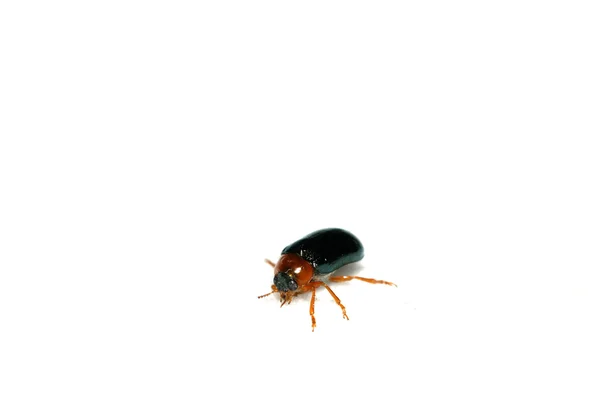 En blad-beetle har en vila på den vita bakgrunden — Stockfoto
