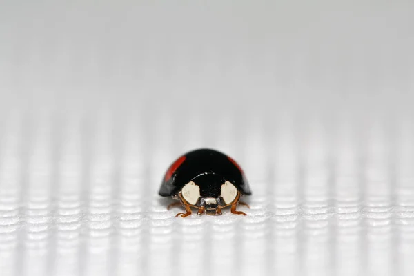 Lady beetles on the white background — ストック写真