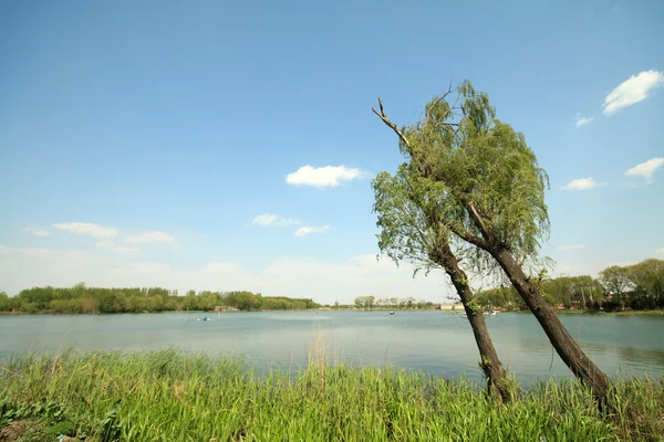 川のそばの木 — ストック写真