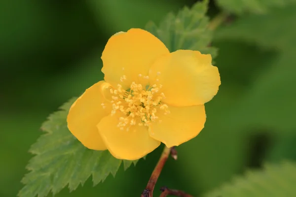 Close-up van gele bloemen — Stockfoto