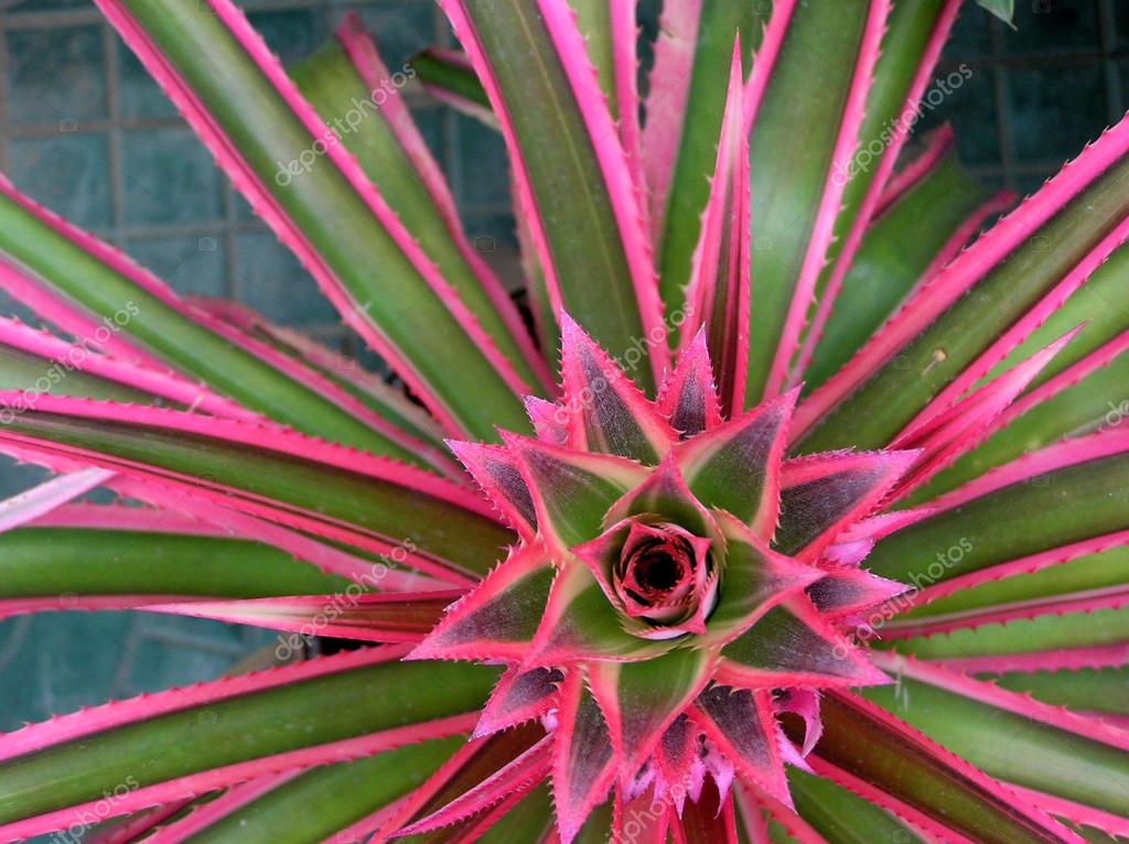 Pineapple flowers Stock Photo by ©lnzyx 12691776