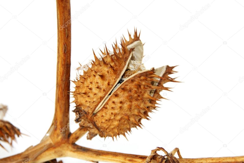 Dry brugmansia fruit on a white background