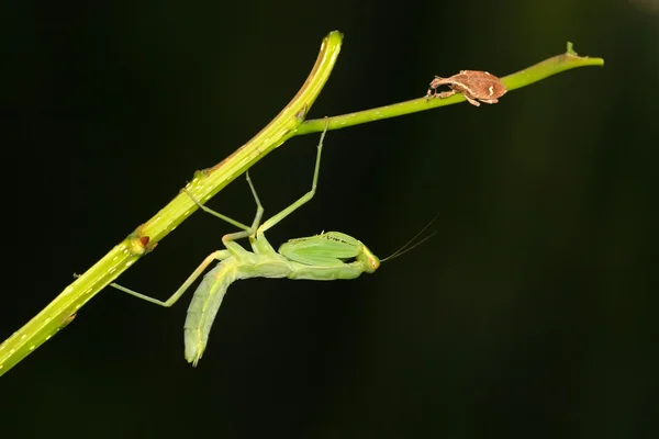 Gottesanbeterin — Stockfoto