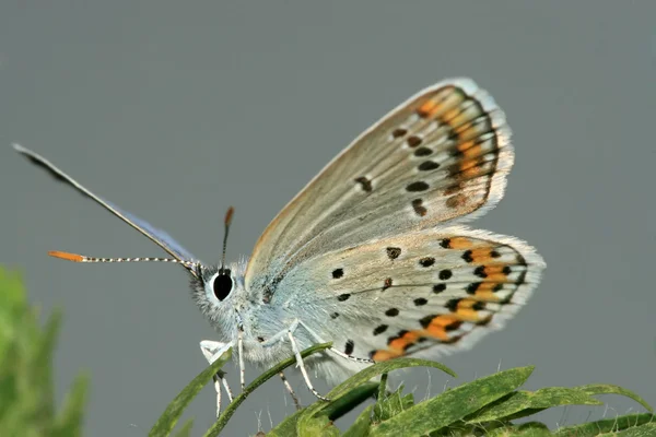 Kelebek — Stok fotoğraf