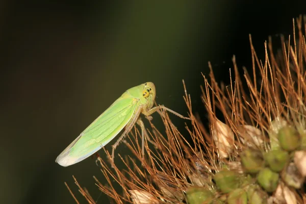 Blättertrichter — Stockfoto