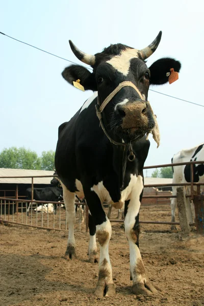 Vacas en una granja — Foto de Stock