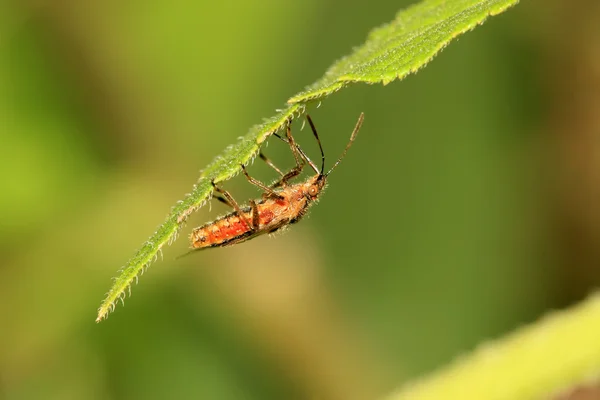 Stinkbug — стоковое фото