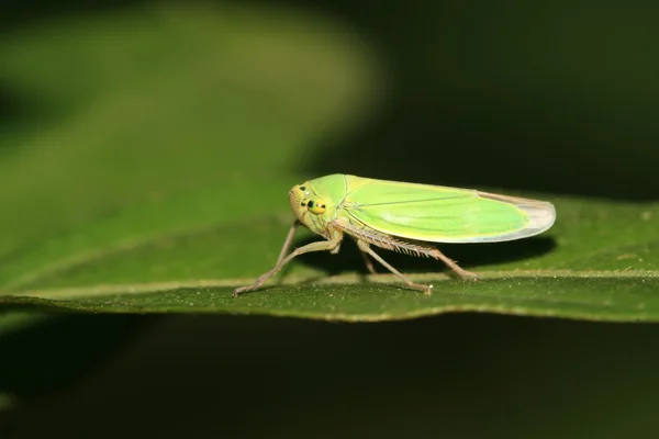 Leafhopper — Stock Photo, Image