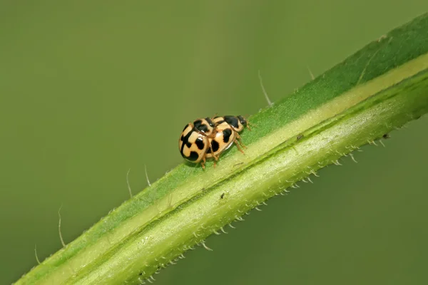 Mariquita en planta verde — Foto de Stock