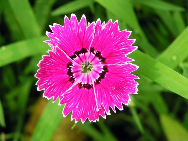 Свіжі гвоздики квітка в дикій природі — стокове фото