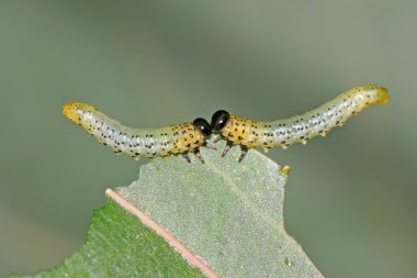 yaprak yiyen böcekler grupları