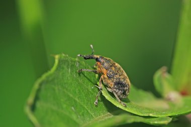 Weevil yeşil yaprak üzerinde