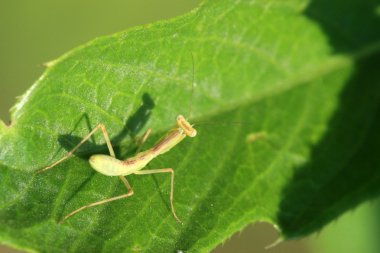 peygamber devesi üzerinde yaprak yeşil