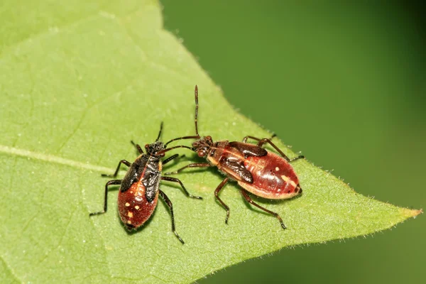 Stinkbug — Stock Fotó