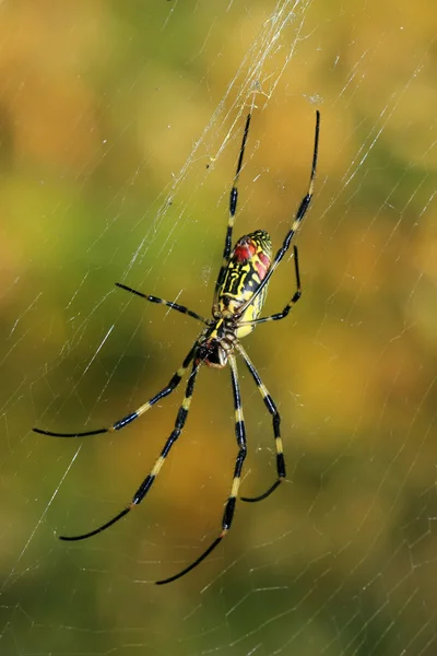 Araña — Foto de Stock