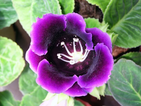 Gloxinia flowers in nature — Stock Photo, Image