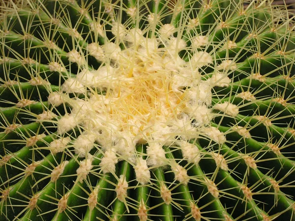 Cactus plants in a garden — Stock Photo, Image