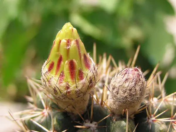 Cactus plants — Stock Photo, Image