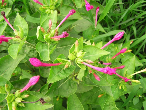 Una especie de hermosas flores en el jardín — Foto de Stock