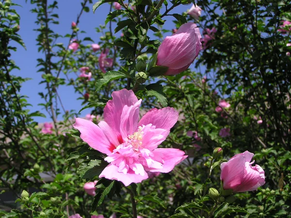 Όμορφη hibiscus τα λουλούδια σε ένα κήπο — Φωτογραφία Αρχείου
