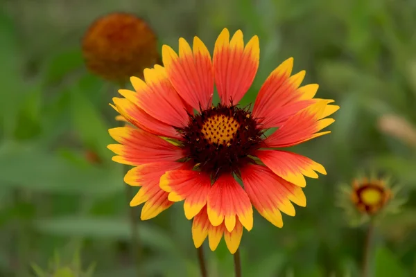 Rudbeckia hirta květiny — Stock fotografie