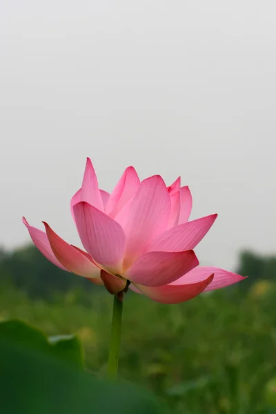 Bare Feet On Beautiful Pink And Green Lotus Tiles In Temple by