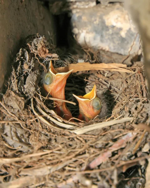 Robin nestling de cauda vermelha — Fotografia de Stock