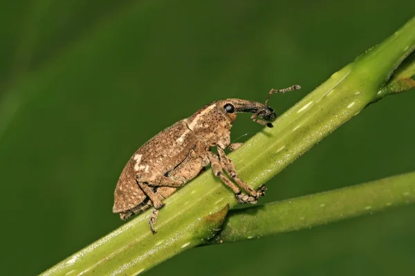 Weevil na zelený list v přírodě — Stock fotografie