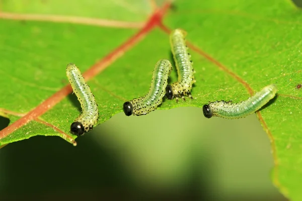 野生の葉を食べる昆虫のグループ — ストック写真