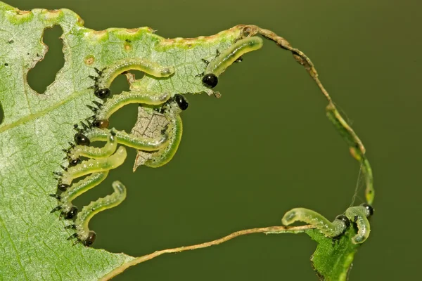 Groepen van insecten eten bladeren — Stockfoto