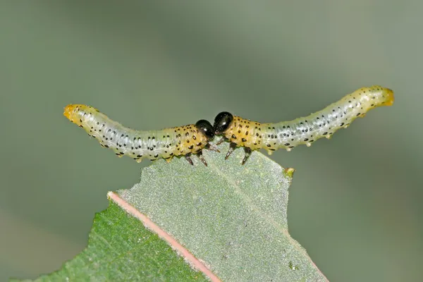 Groupes d'insectes mangeant des feuilles — Photo