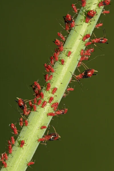 Aphid on green plant — Stock Photo, Image