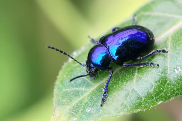 Scarabeo su foglia verde — Foto Stock