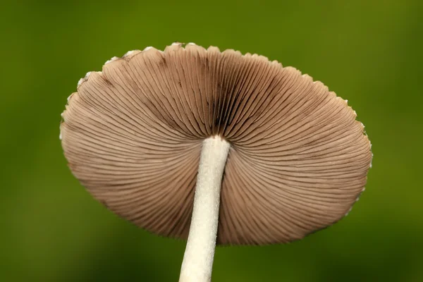 Closeup de fungos — Fotografia de Stock