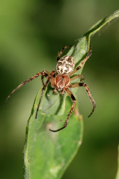 Aranha — Fotografia de Stock