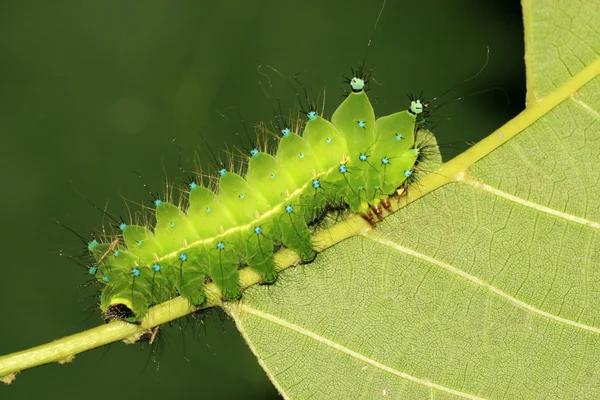 Green insects larvae Stock Image