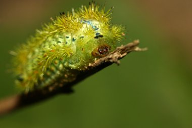 Lepidoptera vahşi