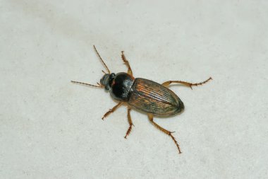 Carabidae