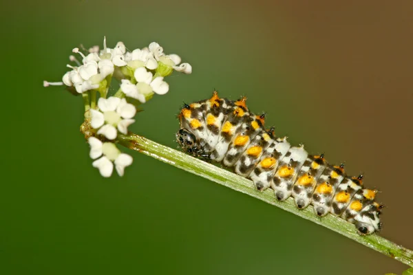 Insectos en la planta verde en la naturaleza, el norte de China — Foto de Stock