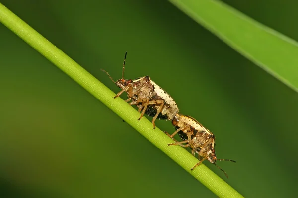 Stinkbug — стоковое фото