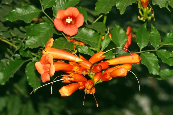 Rode bloemen featured in het wild — Stockfoto